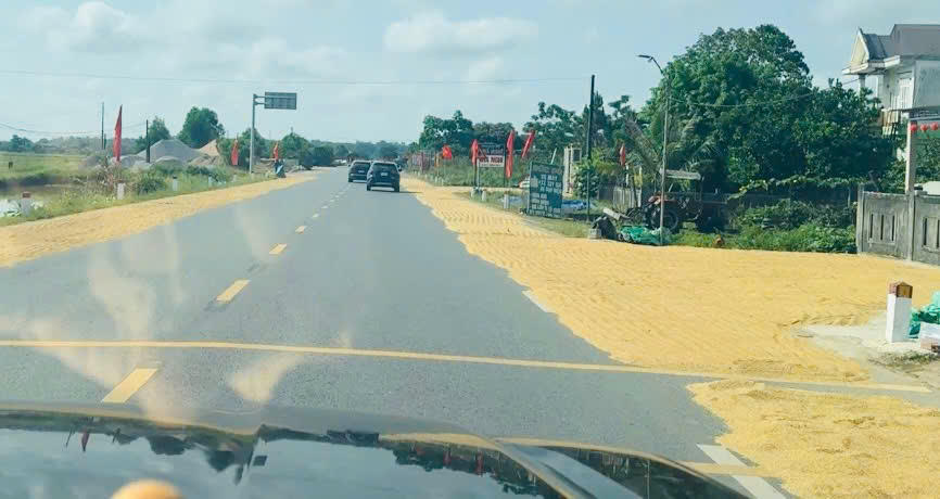 Việc phơi lúa trên quốc lộ tiềm ẩn nguy cơ tai nạn giao thông cần được xử lý nghiêm.