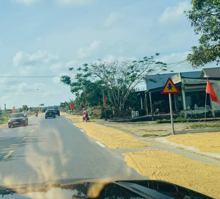 Việc phơi lúa trên quốc lộ tiềm ẩn nguy cơ tai nạn giao thông cần được xử lý nghiêm.