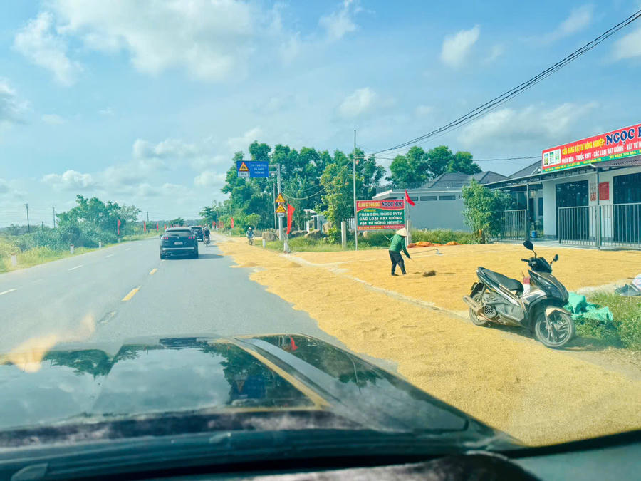 Tình trạng phơi lúa diễn ra ngay trên Quốc lộ 1A tại địa bàn Quảng Trị.