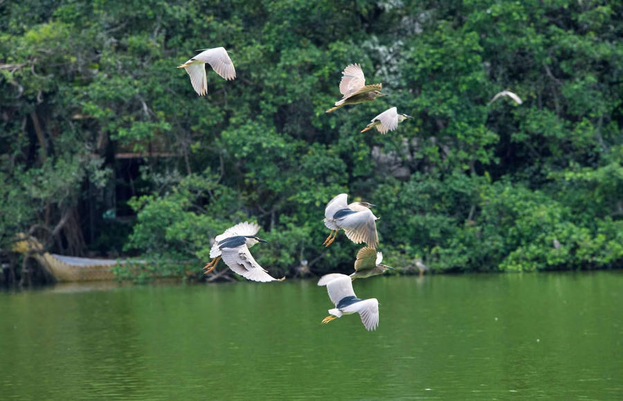 Hình ảnh đàn diệc quý chao liệng trên mặt Hồ Gươm - cảnh tượng chưa từng có. Hình ảnh đàn diệc quý chao liệng trên mặt Hồ Gươm - cảnh tượng chưa từng có.