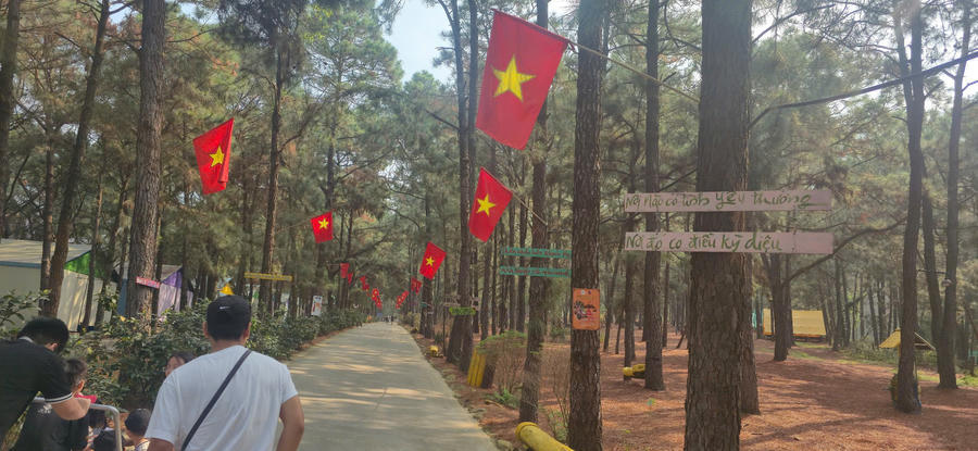Tình trạng cây thông bị xâm hại tại khu sinh thái Thiên Phú Lâm.