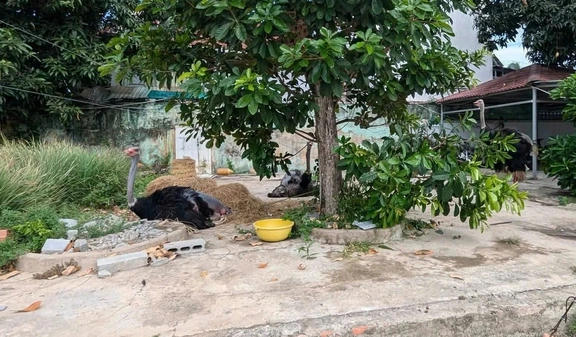 Những con Đà điểu còn sống được chính quyền xã Tân Thạnh đưa về chăm sóc tập trung. Ảnh mạng xã hội