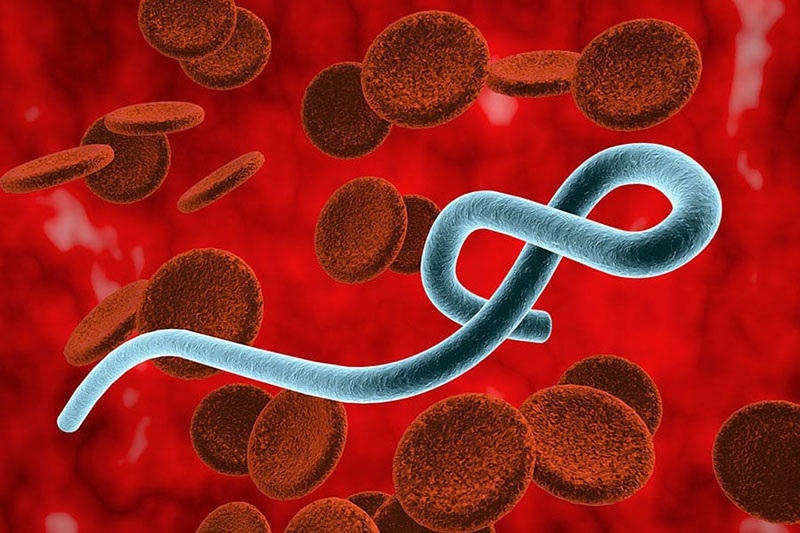 Hình ảnh virus Ebola. (Ảnh: medlatec.vn)