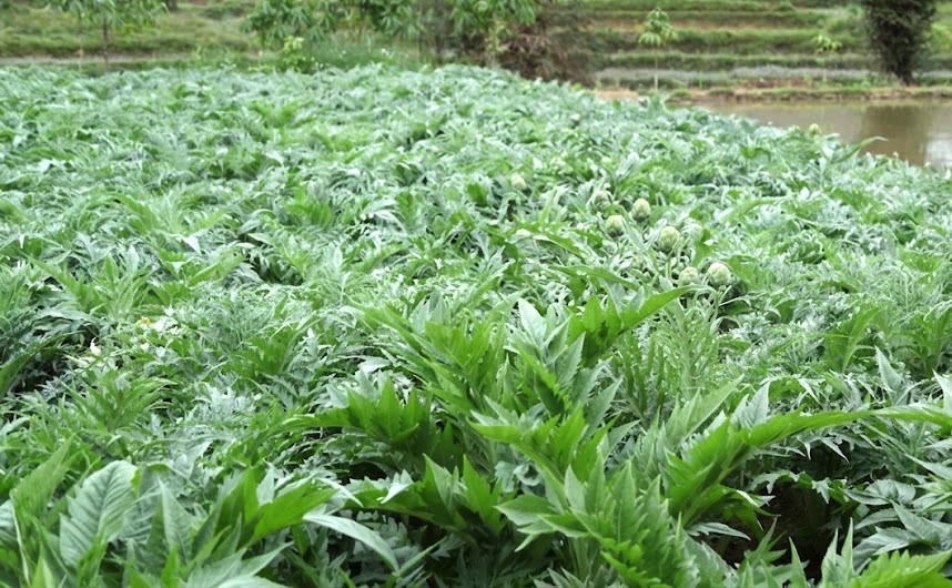 Thành lập Ban Chỉ đạo phát triển dược liệu tỉnh Lào Cai giai đoạn 2026 - 2030, định hướng đến năm 2050. (Ảnh: Laocaigov.vn).