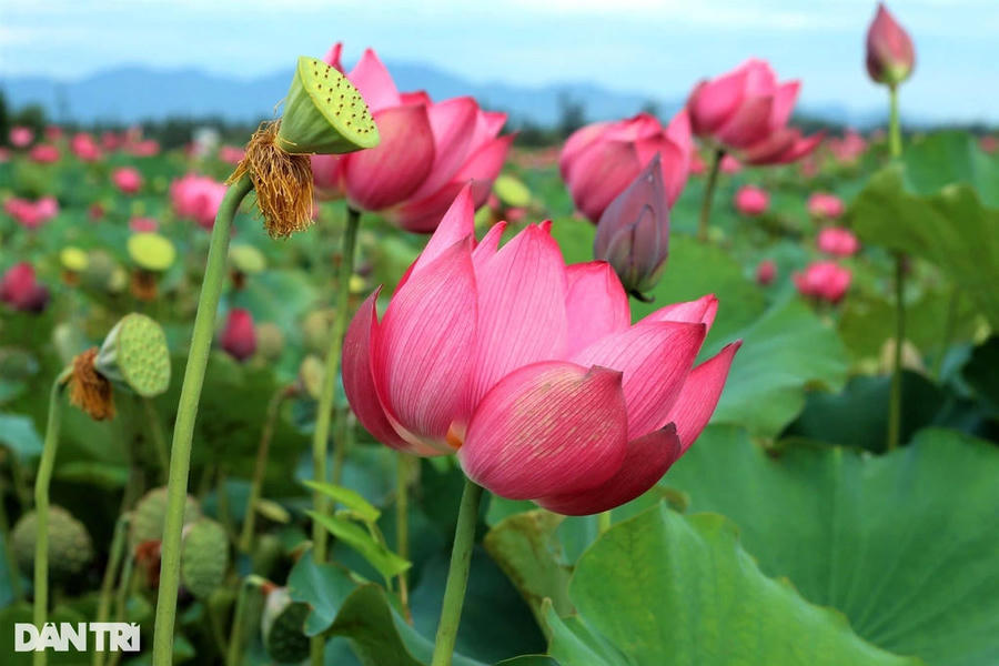 Sen nở mùa Phật Đản (ảnh: Báo Dân trí).