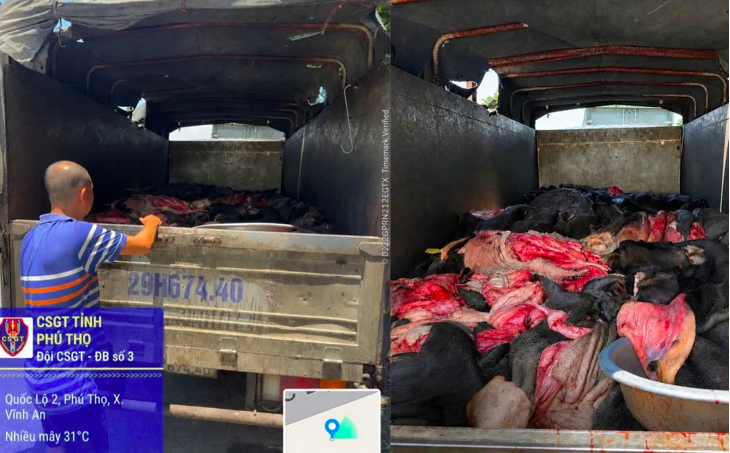 Hơn 4 tấn da trâu, bò bốc mùi hôi thối, không rõ nguồn gốc vừa bị CSGT Công an tỉnh Phú Thọ phát hiện, ngăn chặn.