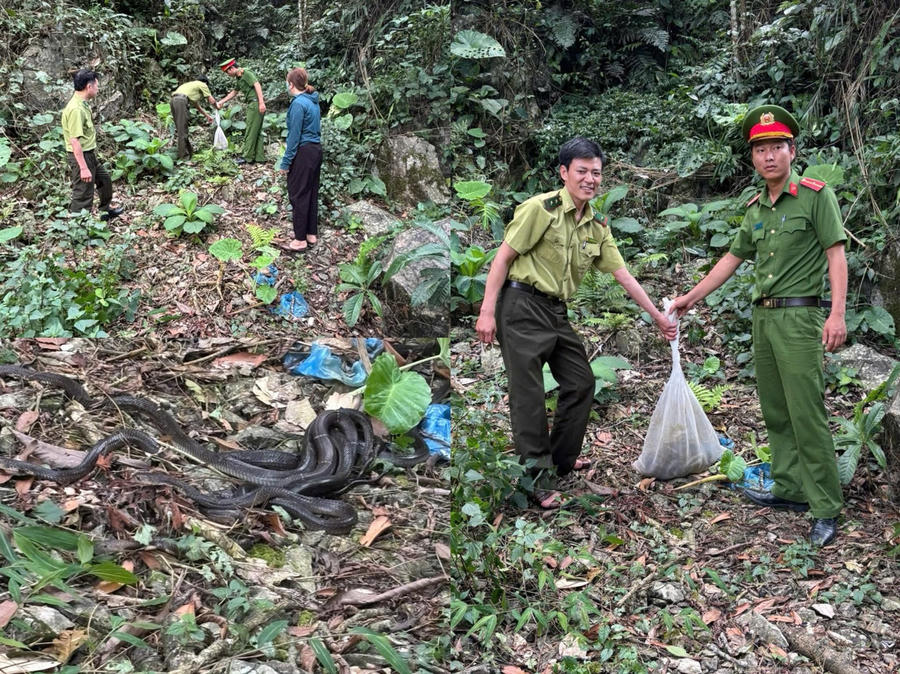 Lực lượng chức năng thả nhiều cá thể rắn hổ mang chúa về với môi trường tự nhiên. (Ảnh: CA Tuyên Quang).