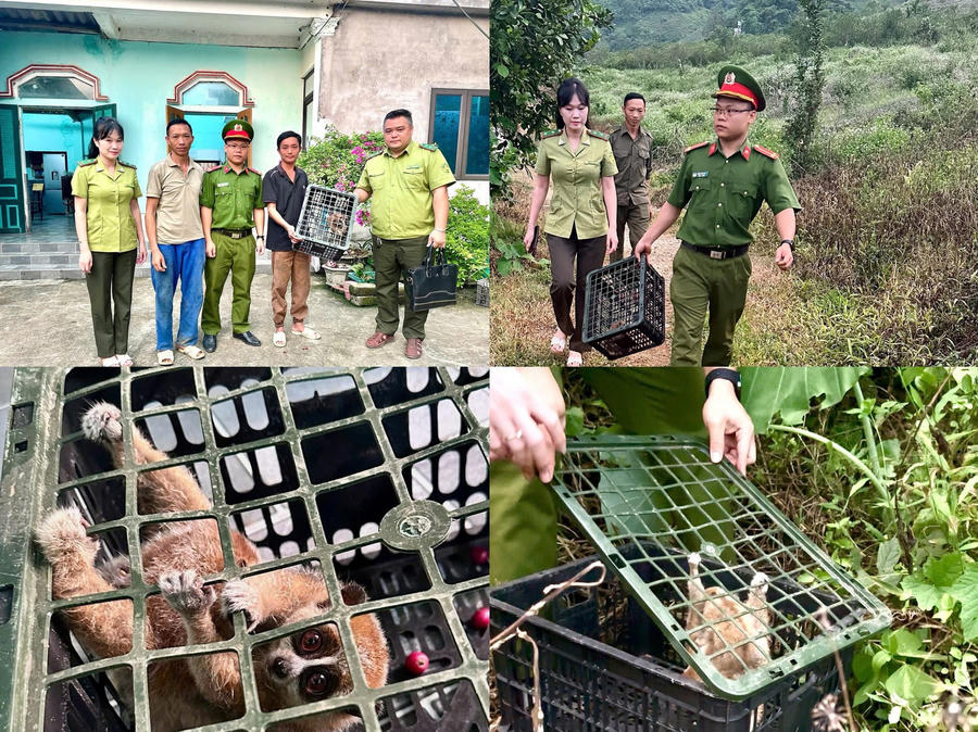 Nhiều động vật quý hiếm được thả về môi trường tự nhiên. (Ảnh: CA Tuyên Quang).