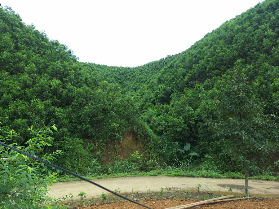 Xã miền núi Hùng Lợi chủ yếu là đất trồng rừng với các loại gỗ như keo, bạch đàn, gỗ mỡ...chiếm phần lớn diện tích.