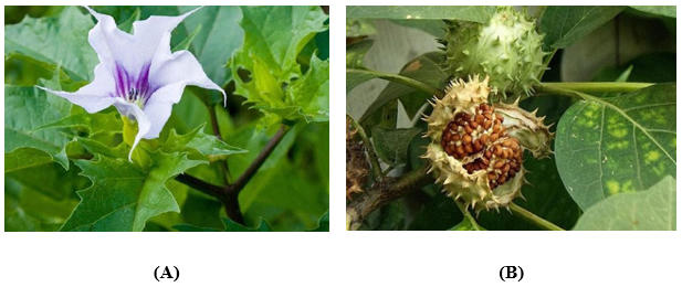 Cây cà độc dược Datura metel L