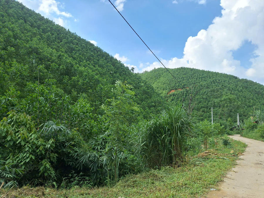 Xã miền núi Hùng Lợi chủ yếu là đất trồng rừng với các loại gỗ như keo, bạch đàn, gỗ mỡ...chiếm phần lớn diện tích.