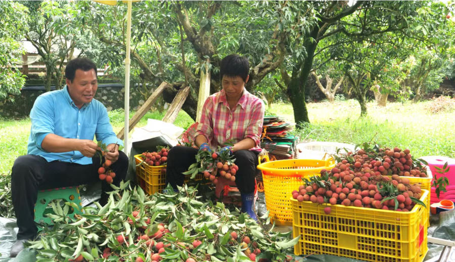 Người dân Mậu Danh thu hoạch vải thiều tại vườn. Ảnh Nhân Dân