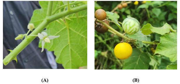 Cà gai vàng (Cà độc dược Solanum viarum Dunal)