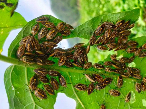 Nhóm người dân nhập viện cấp cứu nghi do ăn phải loại bọ xít ven sông. Hình ảnh minh hoạ.