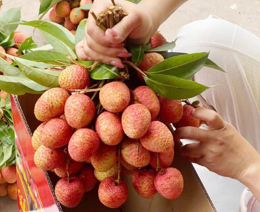 Vải u trứng Bắc Ninh có giá cao. Ảnh InT