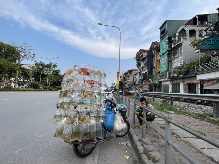 Người bán cá cảnh nép mình nghỉ ngơi trên đường Lê Duẩn (Hà Nội)