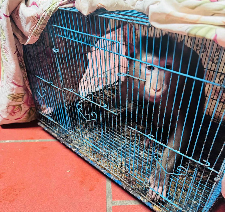 Cá thể khỉ bị nuôi nhốt. (Ảnh: Công an TP Hà Nội)