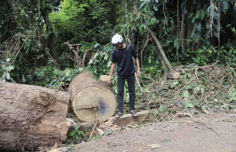 Cây bị ngã đổ có tuổi đời khoảng 100 tuổi. Ảnh: H.T