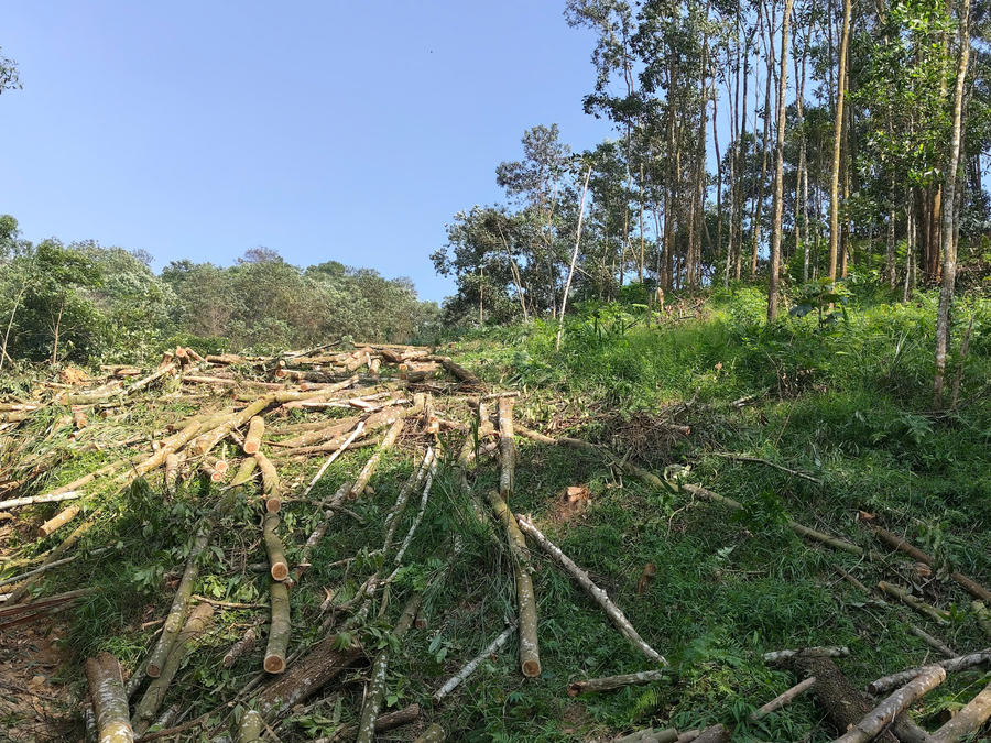 Người dân đang cho máy cuốc đào đường để khai thác gỗ rừng trồng trên đất rừng phòng hộ để bàn giao lại đất cho Nhà nước. (Ảnh: P. Họ).