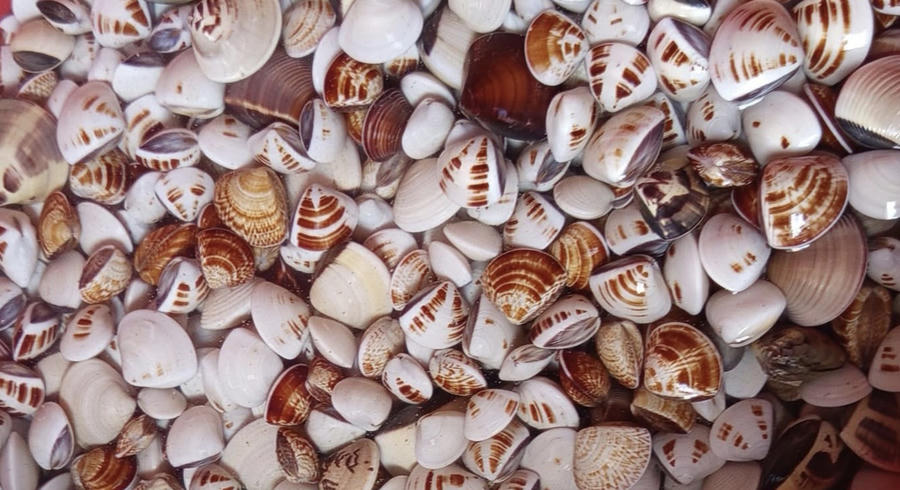 Ngao đĩa, ngao vằn, ngao nhớt...