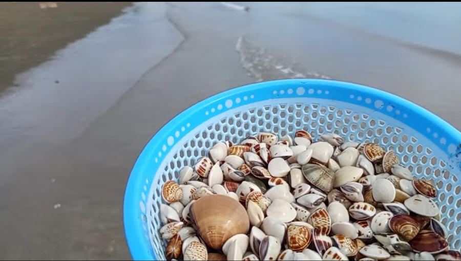 Những con ngao tự nhiên đủ màu sắc