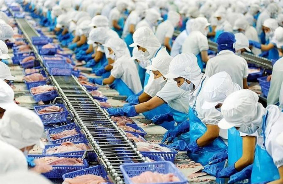 Việt Nam củng cố vị thế xuất khẩu thủy sản lớn thứ ba thế giới trước áp lực thị trường. Ảnh InT