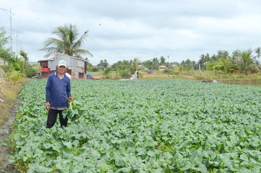 Người dân duy trì sản xuất rau màu quanh năm, qua đó đa dạng hóa nguồn thu nhập và giảm rủi ro trong sản xuất nông nghiệp.