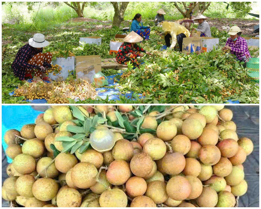 Phường Hiệp Thành hiện có 10 sản phẩm OCOP (trong đó 9 sản phẩm đạt 3 sao và 1 sản phẩm đạt 4 sao). Đáng chú ý, Thanh nhãn Bạc Liêu đã được cấp Giấy chứng nhận đăng ký nhãn hiệu độc quyền và được công nhận đạt chuẩn OCOP 4 sao.