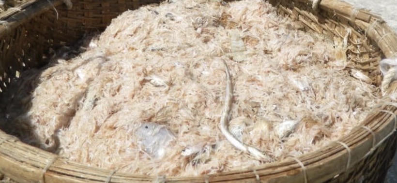 Ruốc biển sau khi được đưa lên bờ thường sẽ được bán tươi cho thương lái