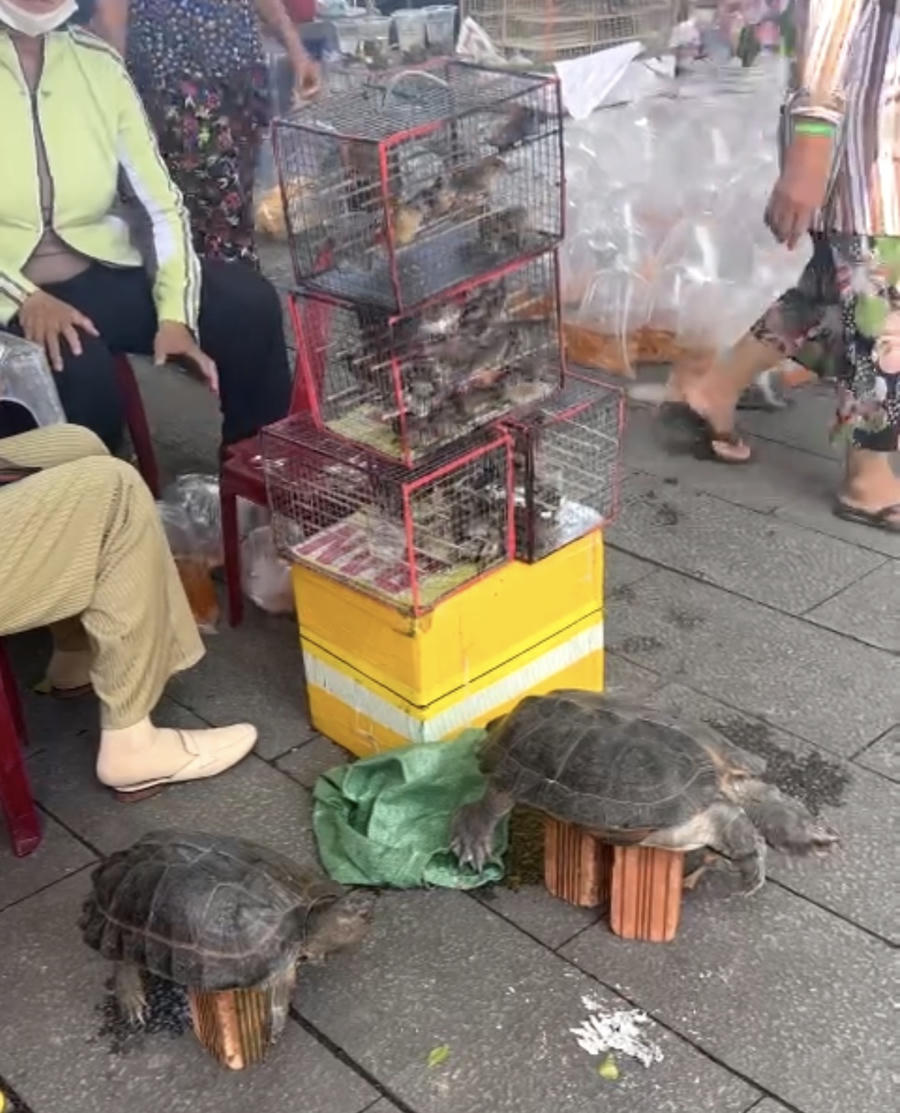 Hoạt động buôn bán động vật hoang dã vẫn diễn ra công khai.