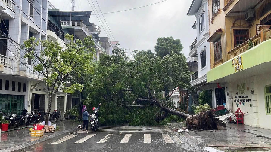 Cây xanh gãy đổ, chắn ngang tuyến phố tại phường Móng Cái 1 do ảnh hưởng của bão số 1.