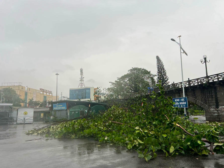 Cây xanh gãy đổ chắn ngang tuyến đường khu vực cửa khẩu Móng Cái trong mưa lớn, gió mạnh do ảnh hưởng bão số 1. Cây xanh gãy đổ chắn ngang tuyến đường khu vực cửa khẩu Móng Cái trong mưa lớn, gió mạnh do ảnh hưởng bão số 1.