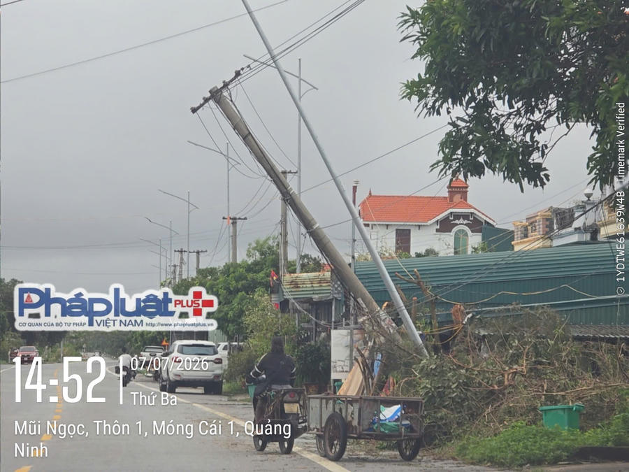 Cột điện bị nghiêng, dây điện chùng thấp sau mưa bão tại khu vực Mũi Ngọc, phường Móng Cái 1.