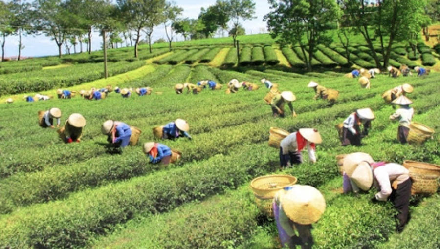 Giải quyết dứt điểm nhu cầu về đất sản xuất và nước sinh hoạt là nhiệm vụ được ưu tiên hàng đầu. Ảnh InT