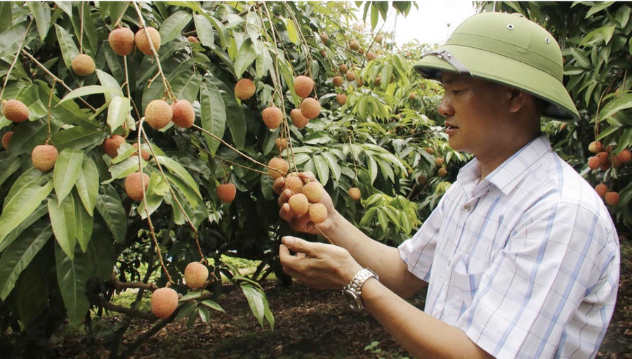 Vườn vải của ông Ngô Văn Cường, thôn Quất Du 2, xã Phúc Hòa đạt giải Nhất cuộc thi "Vườn vải đẹp trên địa bàn tỉnh Bắc Ninh năm 2026". Ảnh CTTĐT Bắc Ninh