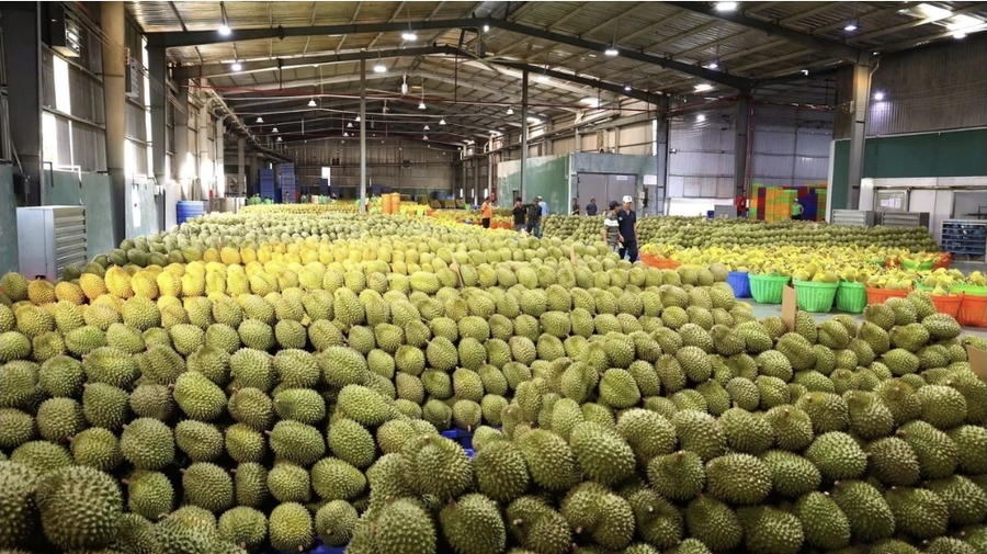 Một cơ sở đóng gói sầu riêng. Ảnh Tuổi trẻ