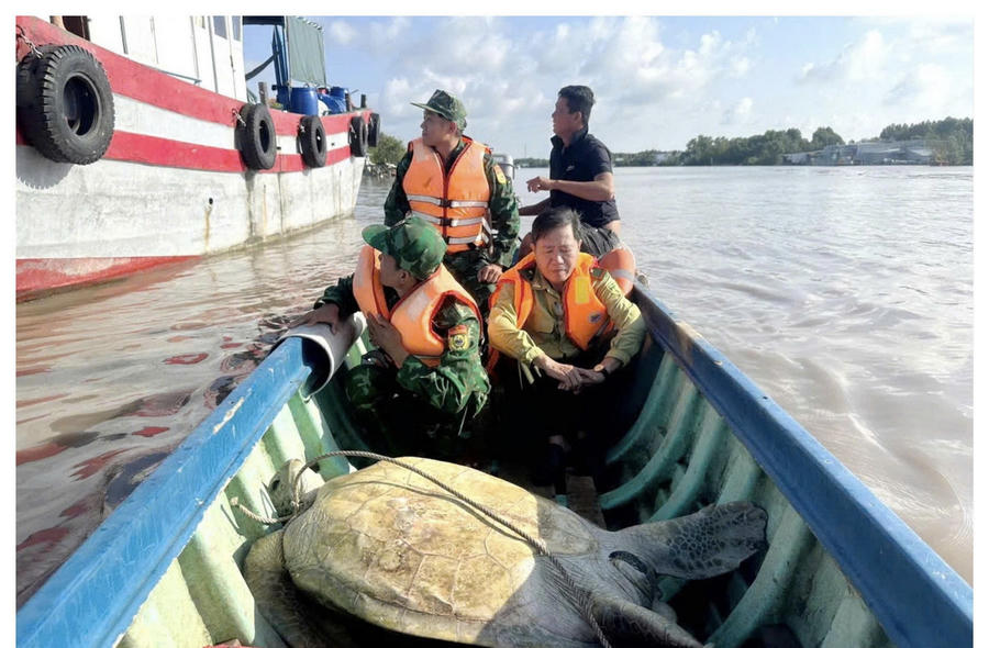Đồn Biên phòng Đất Mũi phối hợp Hạt Kiểm lâm Ngọc Hiển và chính quyền địa phương thả một cá thể vích (Chelonia mydas) nặng khoảng 120 kg về môi trường biển tự nhiên sau khi tiếp nhận từ người dân bàn giao.