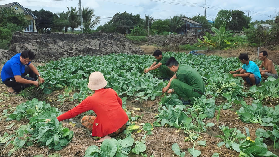 Bên cạnh khắc phục hậu quả thiên tai, lực lượng Công an cơ sở còn hỗ trợ người dân thu hoạch, tiêu thụ nông sản bị ảnh hưởng bởi mưa bão (Ảnh: Trọng Nguyễn).