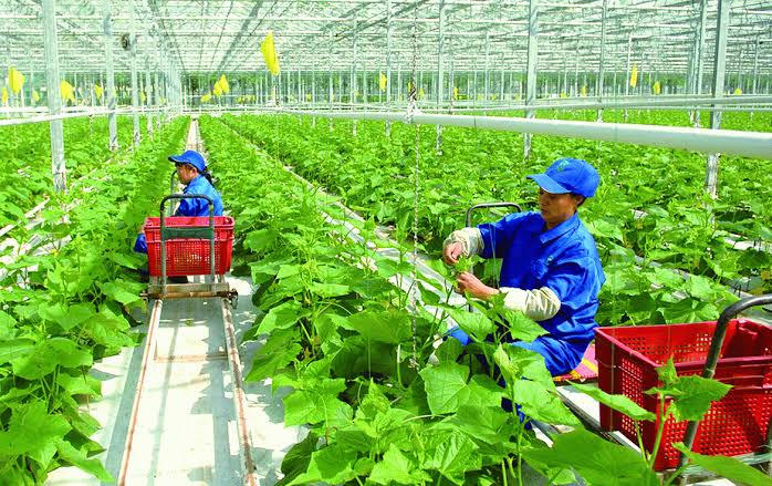 Người dân và doanh nghiệp hoạt động trong lĩnh vực nông nghiệp được kỳ vọng hưởng lợi khi nhiều thủ tục hành chính, điều kiện kinh doanh được đề xuất cắt giảm. Ảnh minh họa Người dân và doanh nghiệp hoạt động trong lĩnh vực nông nghiệp được kỳ vọng hưởng lợi khi nhiều thủ tục hành chính, điều kiện kinh doanh được đề xuất cắt giảm. Ảnh minh họa