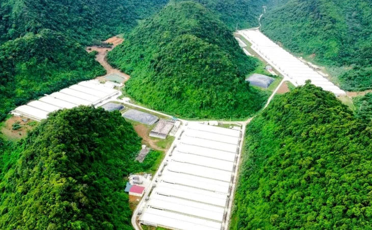 Toàn cảnh khu trang trại lợn, nơi xảy ra vụ tai nạn khiến 3 người thiệt mạng và 4 người bị thương.