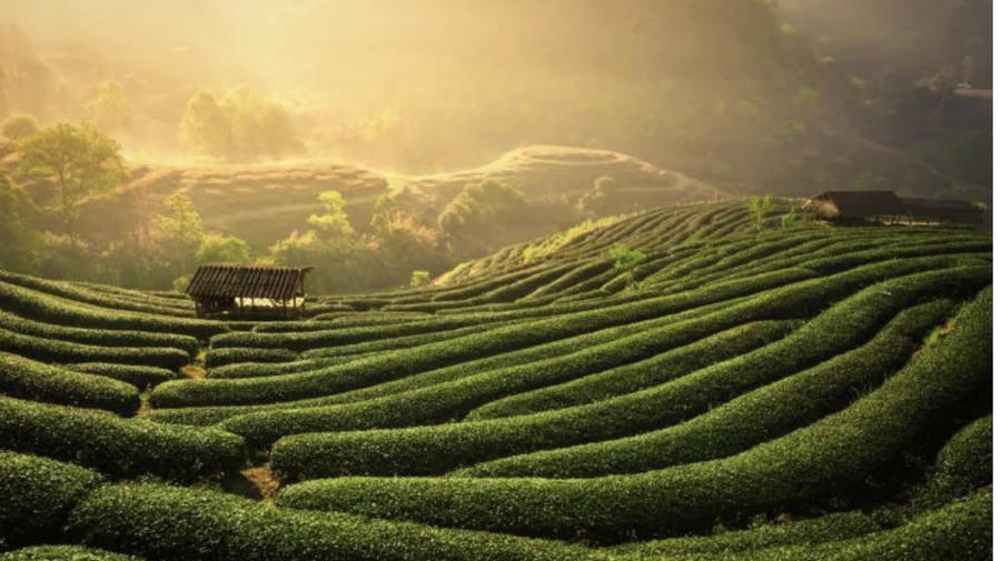 Thái Nguyên từ lâu đã nổi tiếng là vùng đất của trà. Ảnh InT