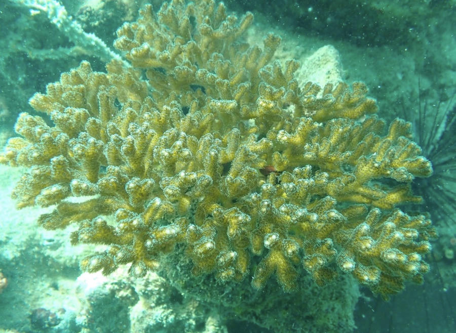 San hô cành đa mi - Pocillopora damicornis. Ảnh: Chi cục Biển, Hải đảo và Kiểm ngư/VNE