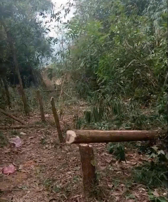 UBND xã Cao Dương xác nhận nội dung đơn kiến nghị của bà Hải về việc đơn vị thi công thuộc Ban Quản lý Dự án xây dựng điện miền Bắc tự ý chặt phá cây của bà Nguyễn Thị Hải, ông Nguyễn Văn Phà là đúng.