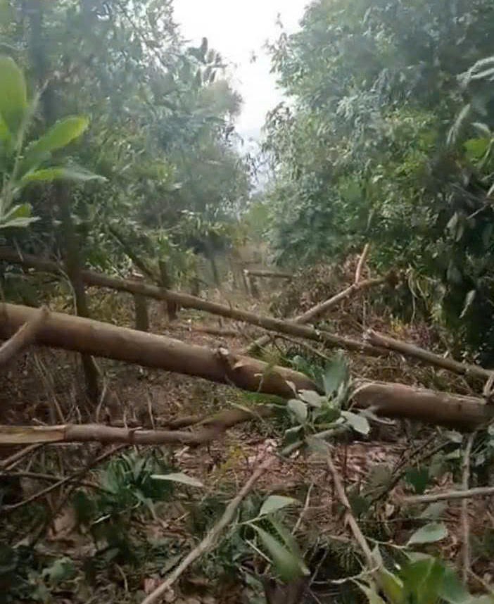 UBND xã Cao Dương xác nhận nội dung đơn kiến nghị của bà Hải về việc đơn vị thi công thuộc Ban Quản lý Dự án xây dựng điện miền Bắc tự ý chặt phá cây của bà Nguyễn Thị Hải, ông Nguyễn Văn Phà là đúng.