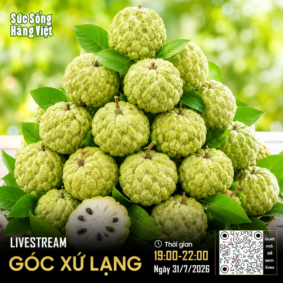 Na Hữu Lũng sẽ được đưa từ vườn đến trực tiếp Không gian 62 Tràng Tiền để phục vụ người tiêu dùng Hà Nội. Ảnh: DMS