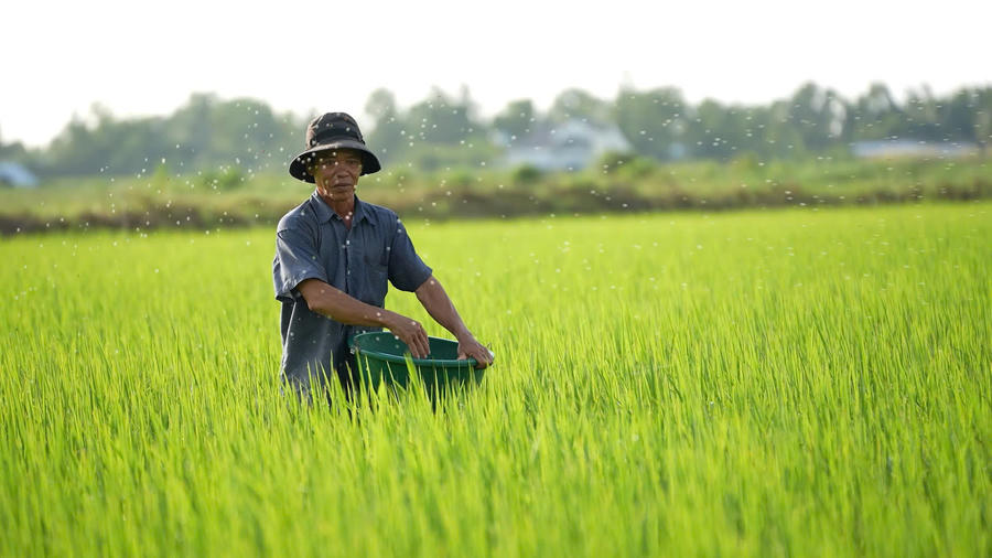 Oxfam hỗ trợ các dự án sản xuất lúa bền vững, giảm phát thải, thích ứng biến đổi khí hậu tại Việt Nam: Ảnh minh hoạ Oxfam hỗ trợ các dự án sản xuất lúa bền vững, giảm phát thải, thích ứng biến đổi khí hậu tại Việt Nam: Ảnh minh hoạ