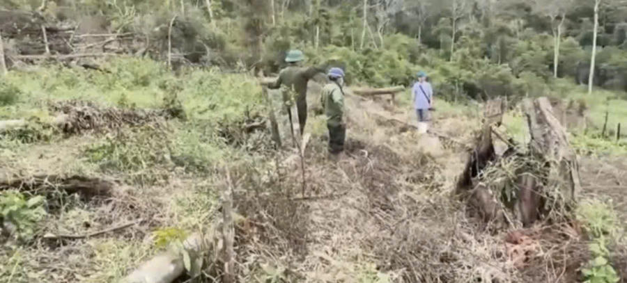 Từ đầu năm đến nay, toàn tỉnh phát hiện 300 vụ vi phạm pháp luật về lâm nghiệp Lâm Đồng có hơn 1,1 triệu ha rừng. Ảnh: Báo Lâm Đồng