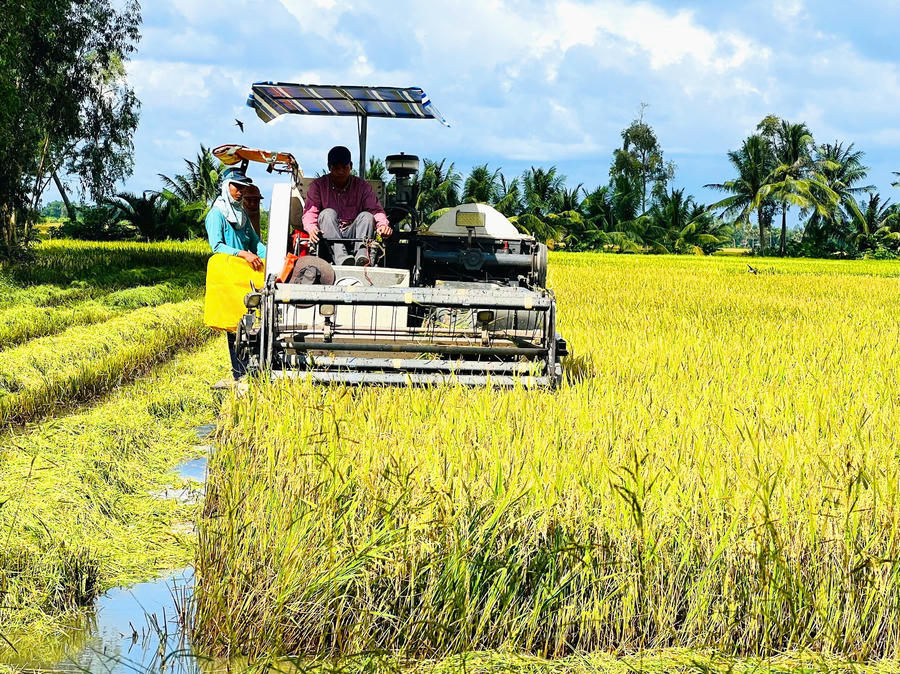Theo Đề án hướng đến mục tiêu đến năm 2030, toàn bộ diện tích tham gia áp dụng quy trình canh tác lúa bền vững, xây dựng chuỗi liên kết chặt chẽ giữa doanh nghiệp, hợp tác xã và nông dân trong sản xuất, tiêu thụ lúa gạo. (Ảnh: Trọng Nghĩa)