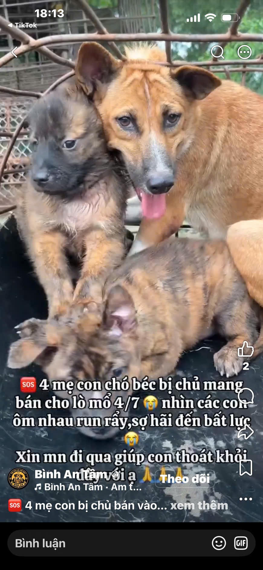 Những hình ảnh khiến nhiều người yêu động vật phẫn nộ.