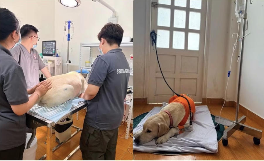 Hình ảnh chú chó tại Phòng khám Thú y Selena Pet Clinic. (Ảnh Facebook "Nhà Của Nho")